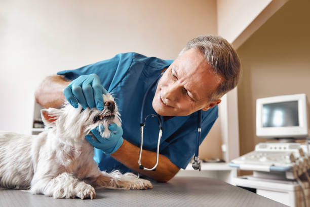 Best Emergency Dental Care for Trauma or Injury in Liberty, IN